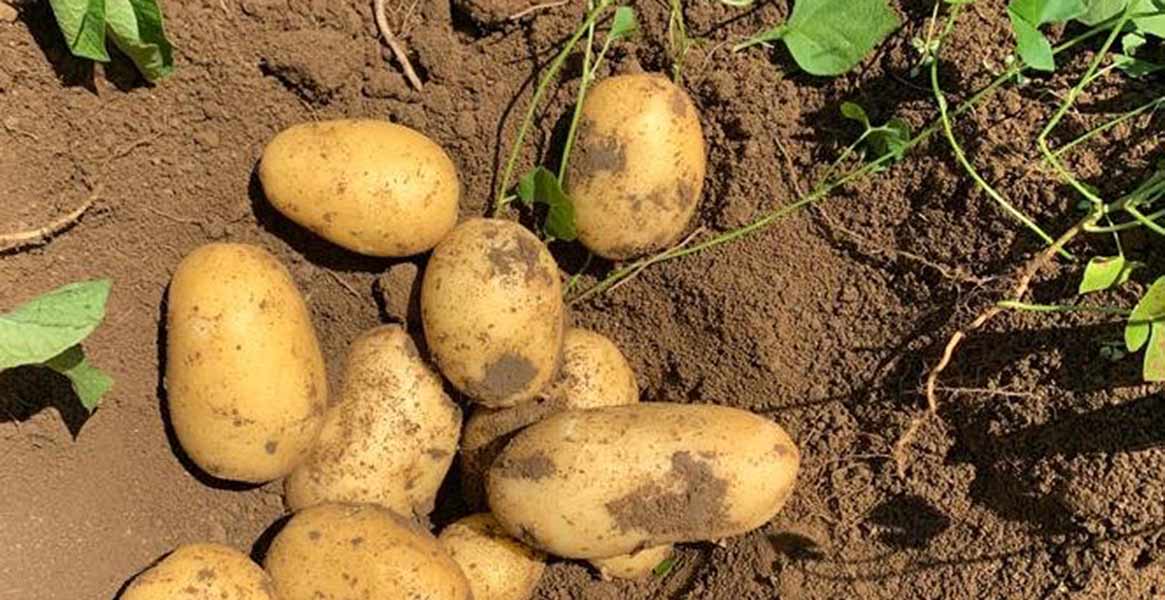 Patate, rincari record del 26% ad agosto  